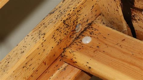 do bed bugs live in steel cabinets|bed bugs in wood furniture.